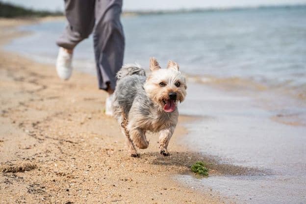 समुद्र तट पर कुत्ते को टहलाता व्यक्ति।